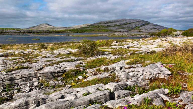 Explore Wild Food at the Burren