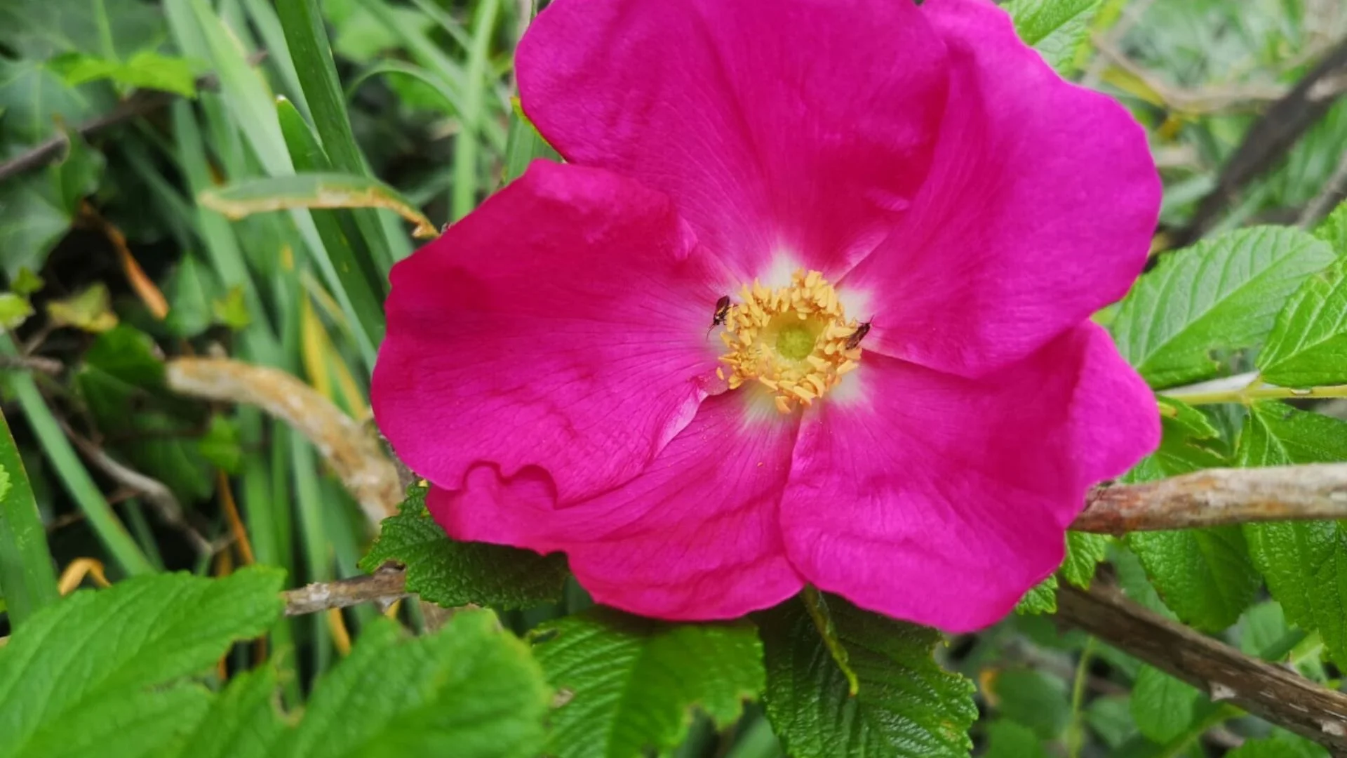 Spring flowers in Ireland