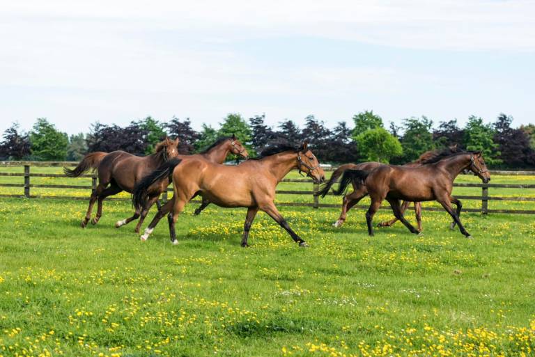 Living Legends | Irish National Stud | Ireland Chauffeur Travel