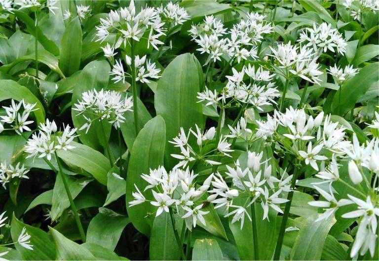 Feast on Ireland – It’s the season for wild garlic | Ireland Chauffeur Travel