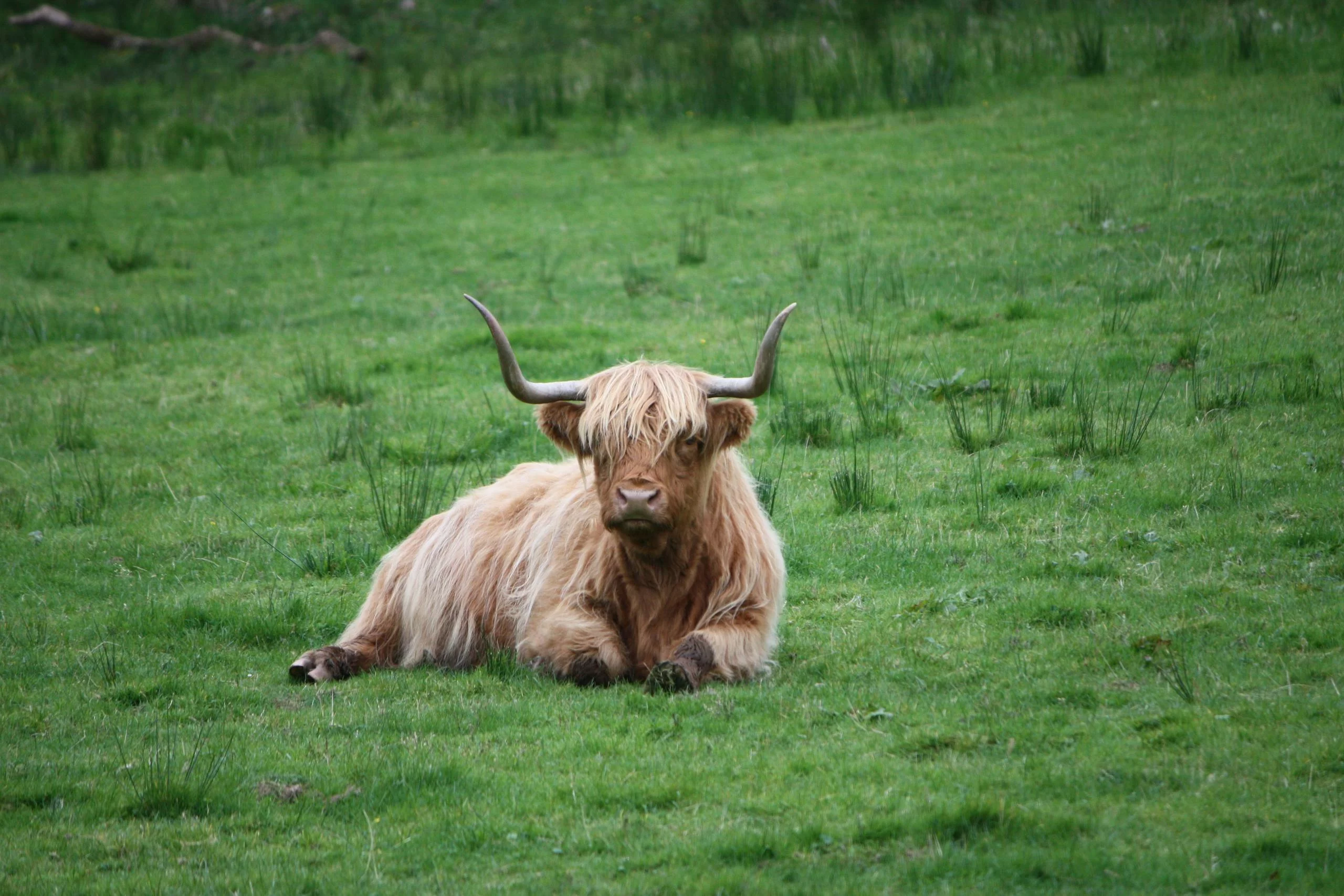 Highland Cattle | Ireland Chauffeur Travel